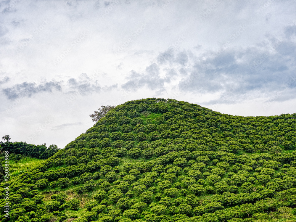 A large tea plantation on a hill. Colombia