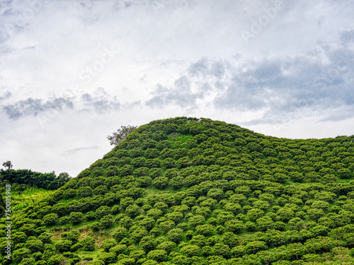 Obraz na płótnie A large tea plantation on a hill. Colombia w salonie