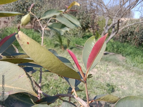 Young leaves of Syzygium cumini, or  Malabar plum, Java plum, black plum, jamun, jaman, jambul, or jambolan photo