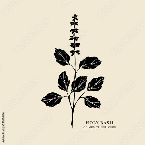 Flat vector holy basil or tulsi plant photo