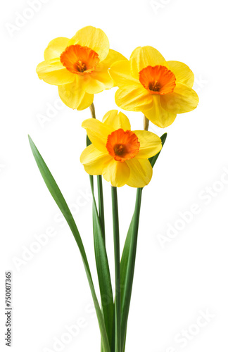Spring floral border, beautiful fresh daffodils flowers, isolated on white background. Selective focus
