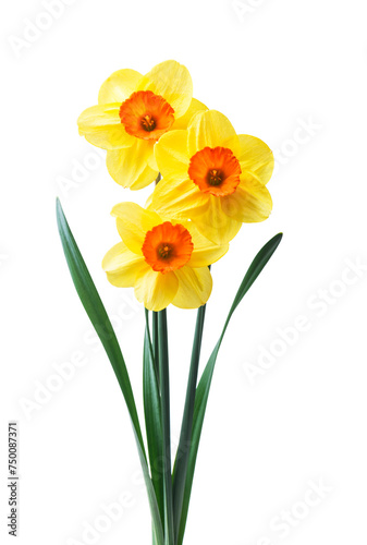 Spring floral border, beautiful fresh daffodils flowers, isolated on white background. Selective focus
