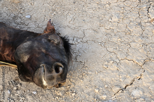 dead horse on dry earth photo