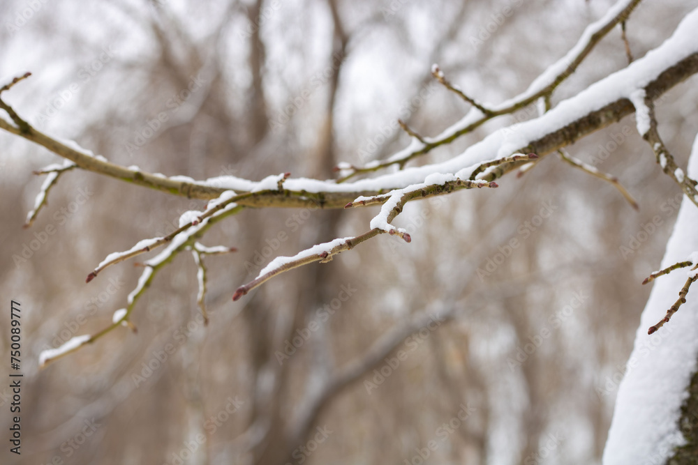 Fotografía plano detalle de brote de flor de cerezo en invierno con nieve. Fotografía plano detalle de brote de flor de cerezo en invierno con nieve.