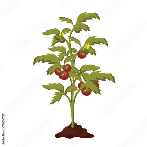 Tomato plant in the ground isolated on white background, food and gardening concept: cheri vector photo
