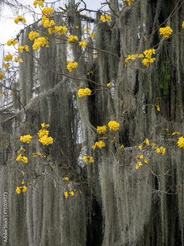 Long curtains of tillandsia on a tree among yellow flowers. Colombia