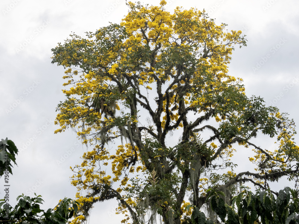 Long curtains of tillandsia on a tree among yellow flowers. Colombia