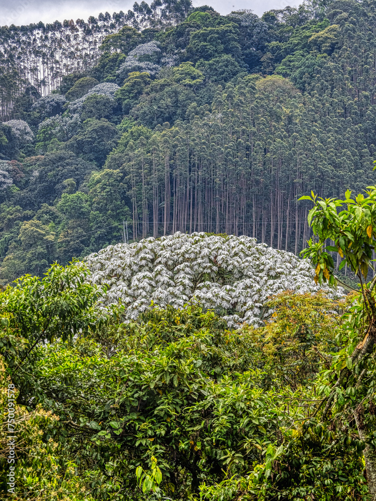 A crown of bright leaves on a tropical tree. Colombia