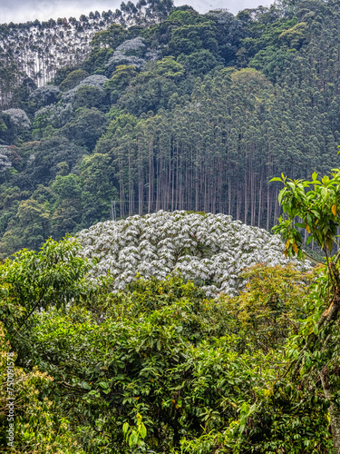 Obraz na płótnie A crown of bright leaves on a tropical tree. Colombia w salonie