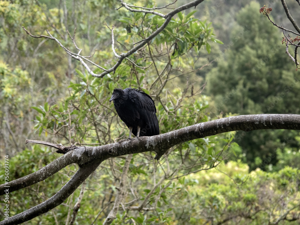 A black vulture, Coragyps atratus, sits on a branch and looks around the landscape. Colombia.