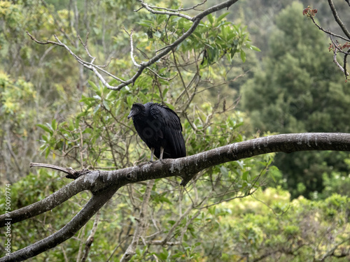 Obraz na płótnie A black vulture, Coragyps atratus, sits on a branch and looks around the landscape. Colombia. w salonie