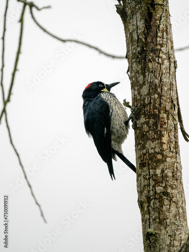 Obraz na płótnie Acorn Woodpecker, Melanerpes formicivorus sits on a large Colombia tree trunk. w salonie