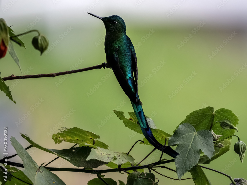 Green-tailed Trainbearer, Lesbian nuna, sits on a thin branch and looks around Colombia.