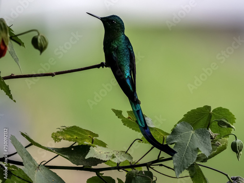 Obraz na płótnie Green-tailed Trainbearer, Lesbian nuna, sits on a thin branch and looks around Colombia. w salonie