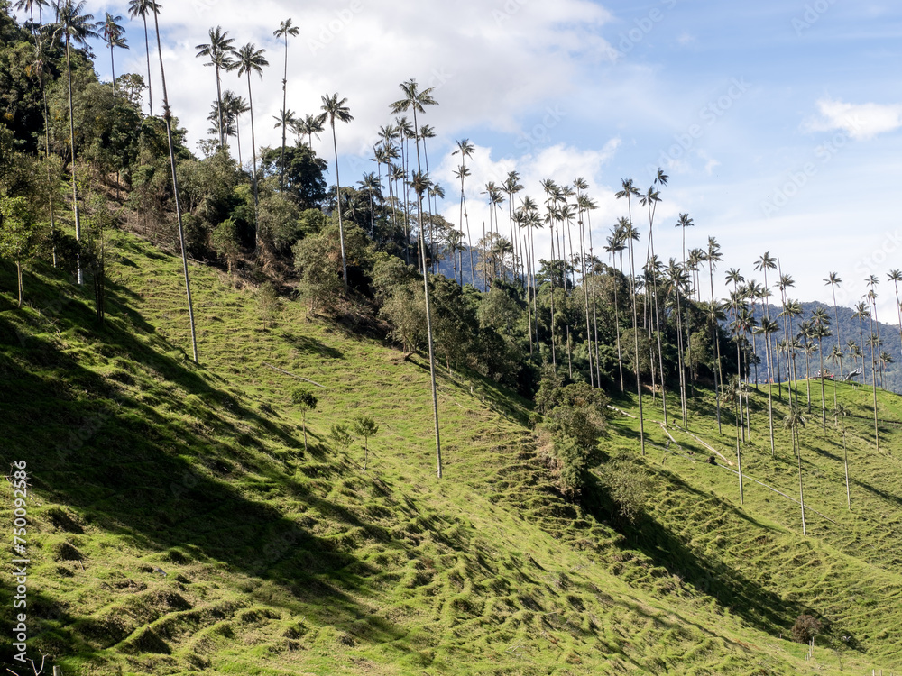 The national tree of Colombia, the Quindío palm, Ceroxylon quindiuense. They are the tallest palm trees in the world. Colombia Cocora Valley