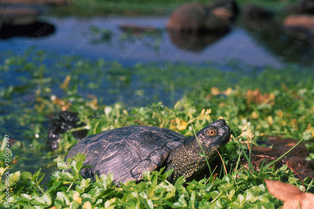 The European marsh turtle in the wild, Emys orbicularis Sardinia, Italy The European marsh turtle in the wild, Emys orbicularis Sardinia, Italy