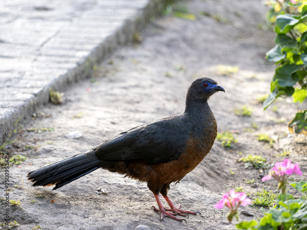 Sickle-winged Guan, Chamaepetes goudotii, looks around. Rionegro Antioquia. Wildlife. Colombia.