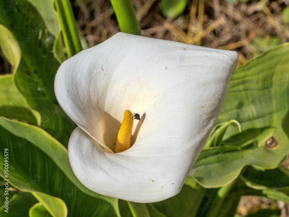 A calla flower with a beetle in the middle. Wildlife. Colombia.