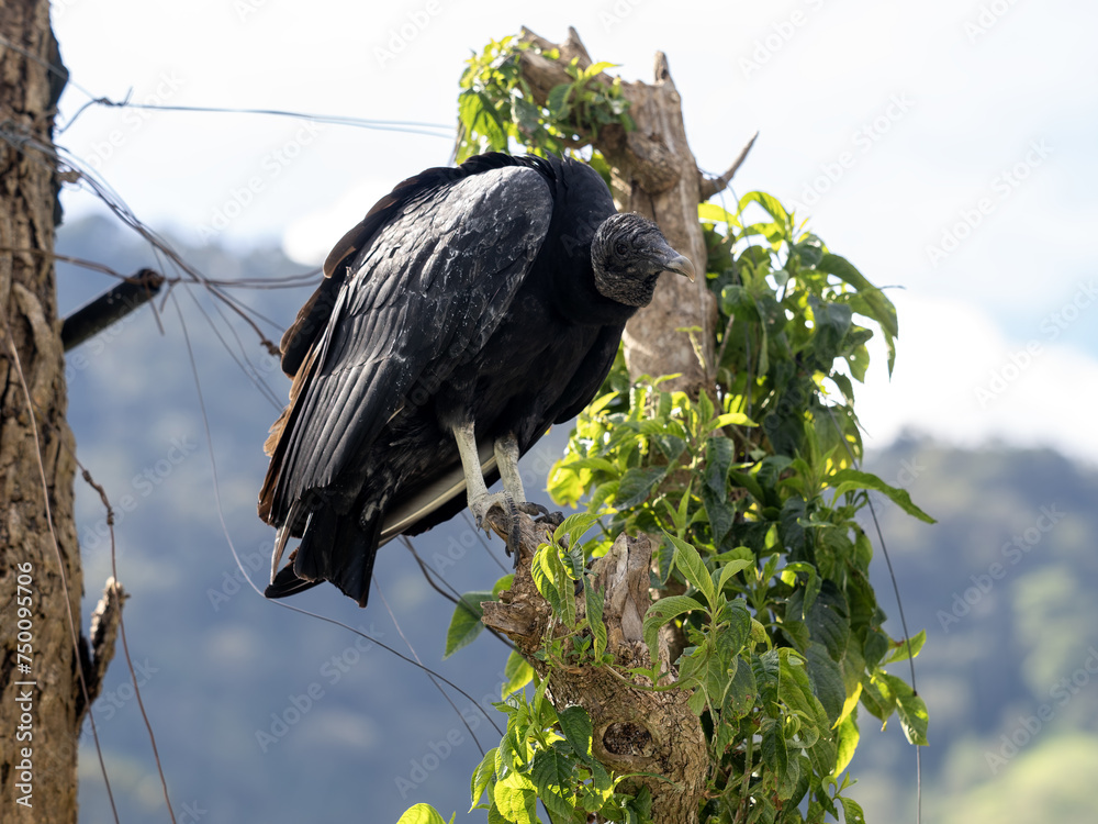A black vulture, Coragyps atratus, sits on a branch and looks around the landscape. Colombia.