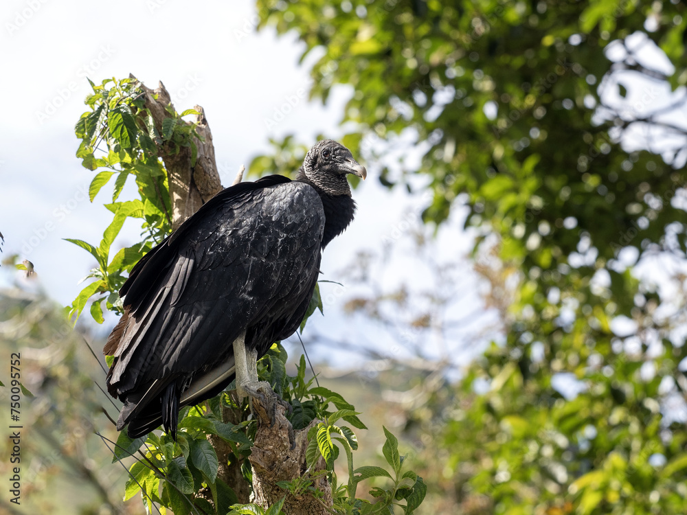 A black vulture, Coragyps atratus, sits on a branch and looks around the landscape. Colombia.