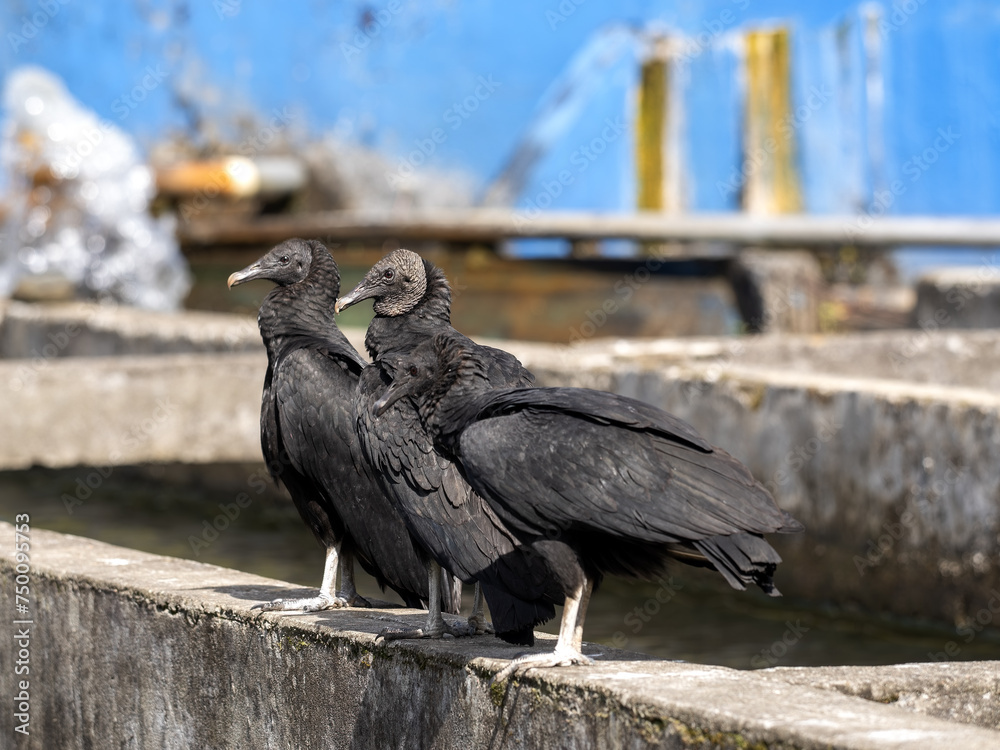 Two Black vultures, Coragyps atratus, sit on the concrete edge of the pool. Colombia.