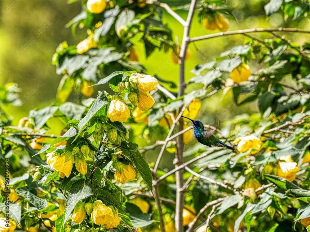 White-bellied woodstar. Chaetocercus mulsant, sucking nectar on a bush from calyxes of yellow flowers. Colombia