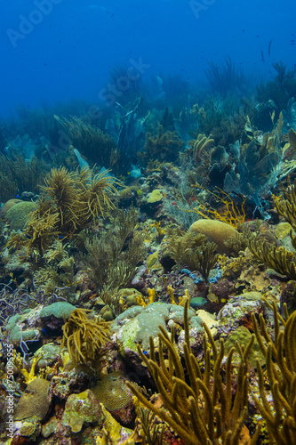 Vibrant Reef at Oostpunt   Eastpoint Cura  ao