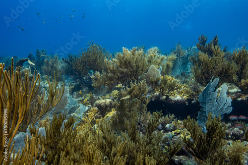 Vibrant Reef at Oostpunt / Eastpoint Curaçao photo