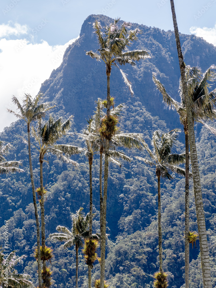 The national tree of Colombia, the Quindío palm, Ceroxylon quindiuense. They are the tallest palm trees in the world. Colombia Cocora Valley