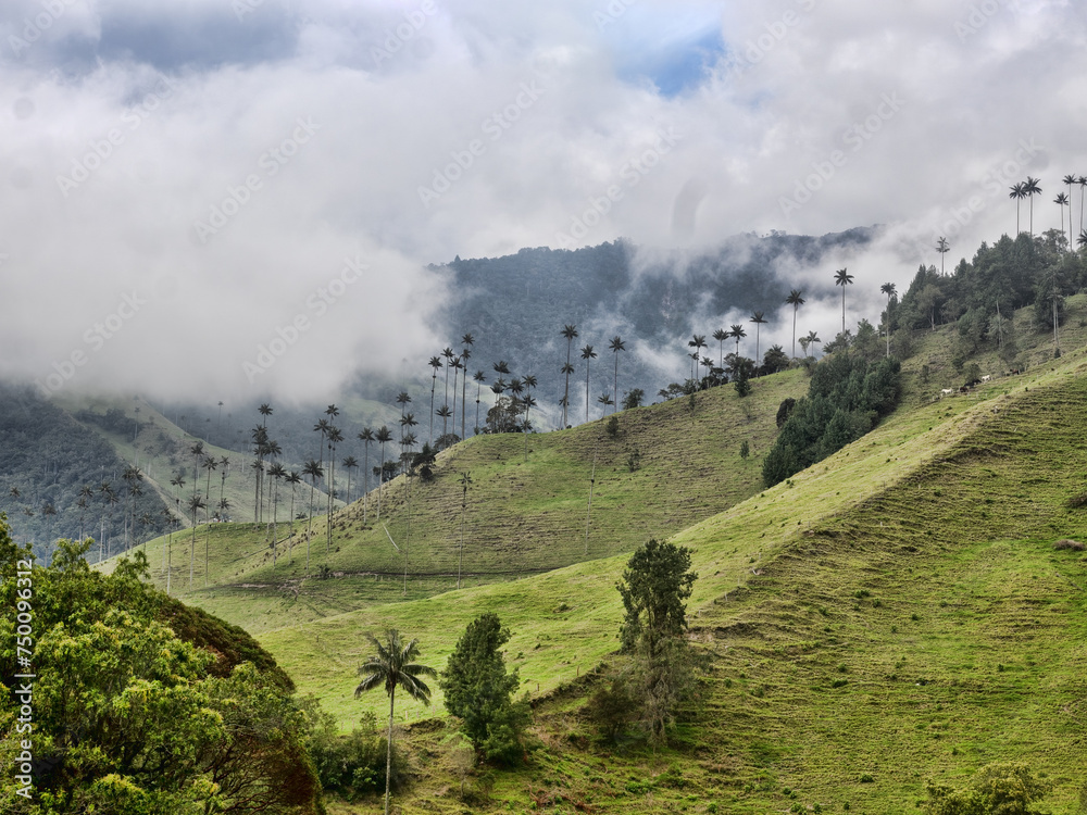 The national tree of Colombia, the Quindío palm, Ceroxylon quindiuense. They are the tallest palm trees in the world. Colombia Cocora Valley