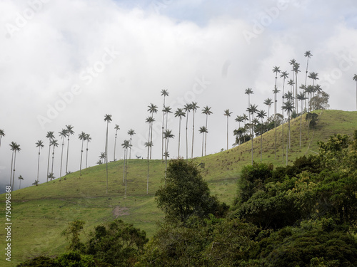 Obraz na płótnie The national tree of Colombia, the Quindío palm, Ceroxylon quindiuense. They are the tallest palm trees in the world. Colombia Cocora Valley w salonie
