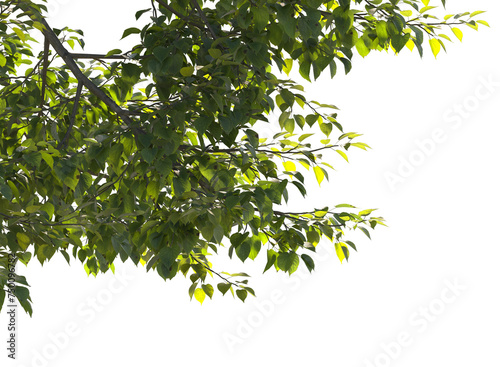 tree branch with sunlight isolated  © Poprock3d