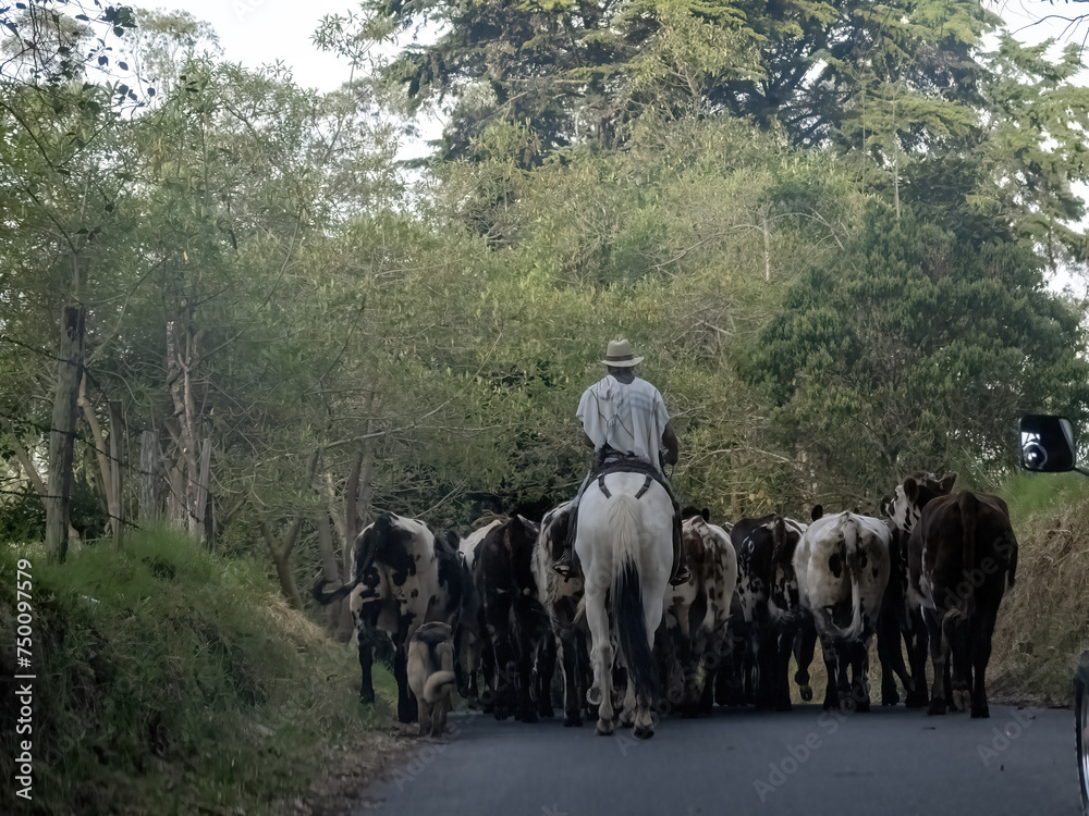 Herdsmen drive cattle to pasture. Colombia