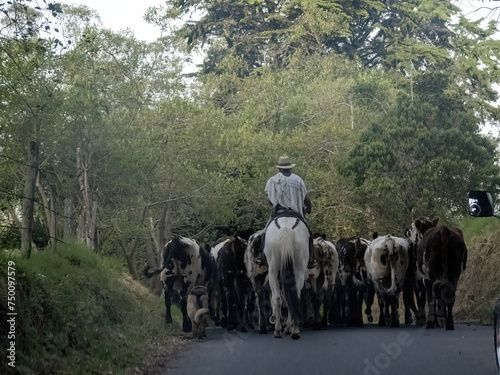 Herdsmen drive cattle to pasture. Colombia photo