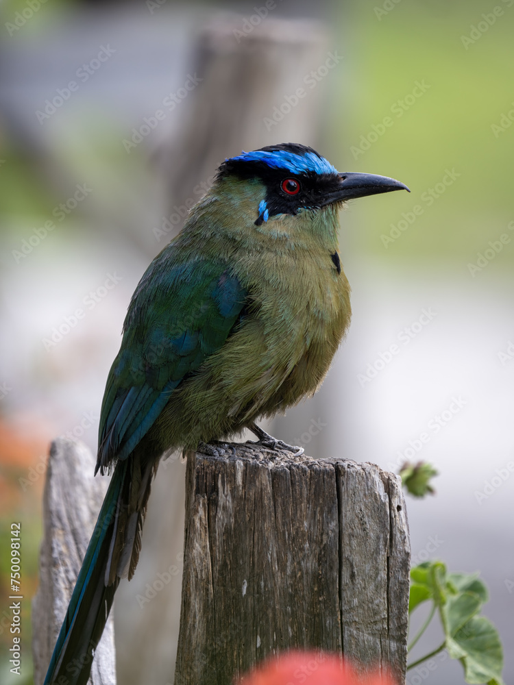 Andean Momot, Momotus aequatorialis, sits on a branch and looks around. Colombia