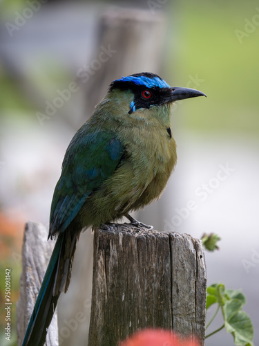 Obraz na płótnie Andean Momot, Momotus aequatorialis, sits on a branch and looks around. Colombia w salonie