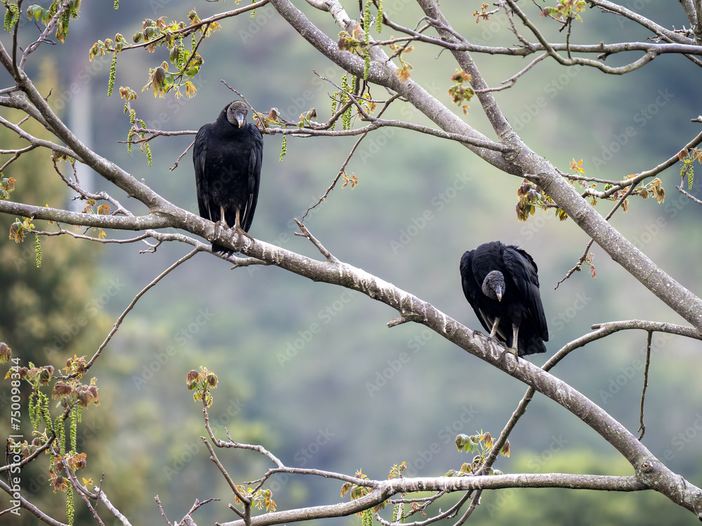 Two Black vultures, Coragyps atratus, sit on a branch and look around. Colombia