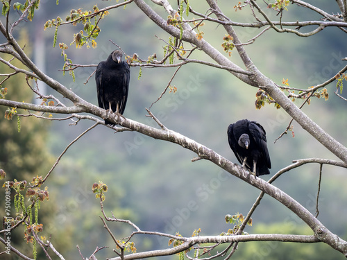 Obraz na płótnie Two Black vultures, Coragyps atratus, sit on a branch and look around. Colombia w salonie