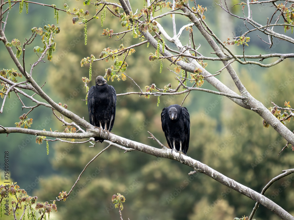 Two Black vultures, Coragyps atratus, sit on a branch and look around. Colombia