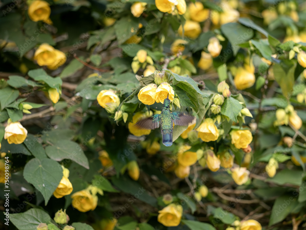 White-bellied woodstar. Chaetocercus mulsant, sucking nectar on a bush from calyxes of yellow flowers. Colombia