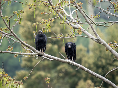 Obraz na płótnie Two Black vultures, Coragyps atratus, sit on a branch and look around. Colombia w salonie