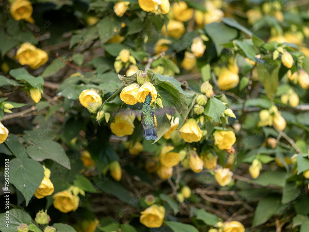 White-bellied woodstar. Chaetocercus mulsant, sucking nectar on a bush from calyxes of yellow flowers. Colombia