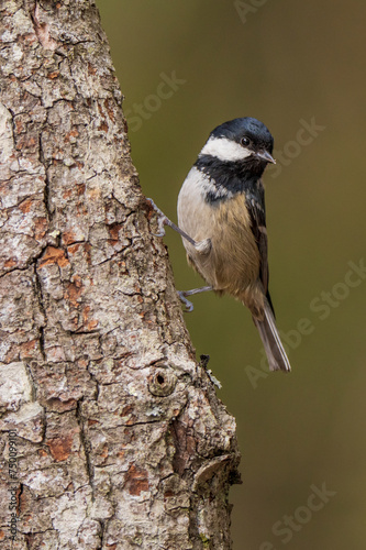 Coal Tit