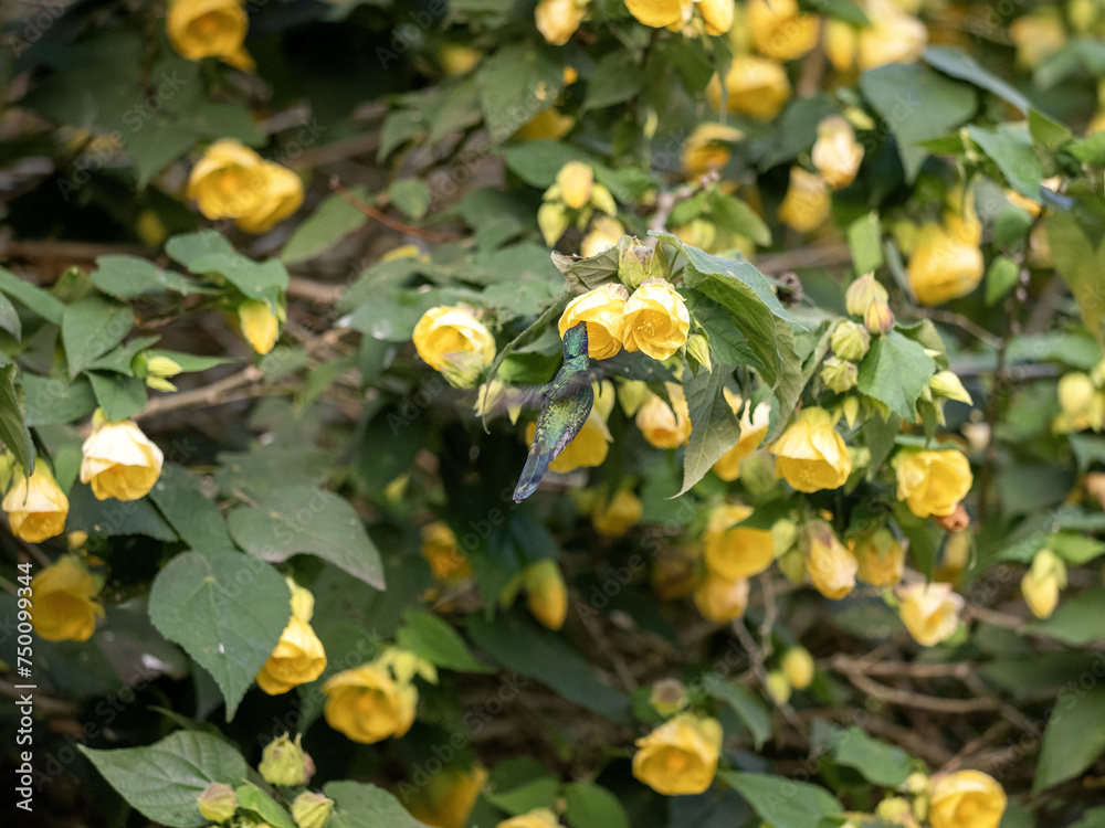 White-bellied woodstar. Chaetocercus mulsant, sucking nectar on a bush from calyxes of yellow flowers. Colombia