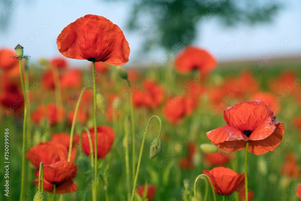 Obraz premium field of red poppies or Common poppy