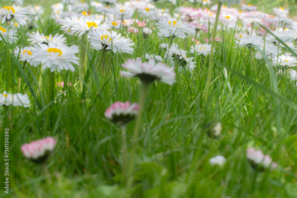 Green grass and white flowers in green grass. Spring. Green grass and white flowers in green grass. Spring.