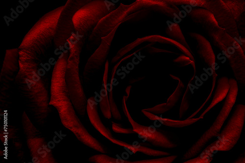 Obraz na płótnie Rosa Oscura