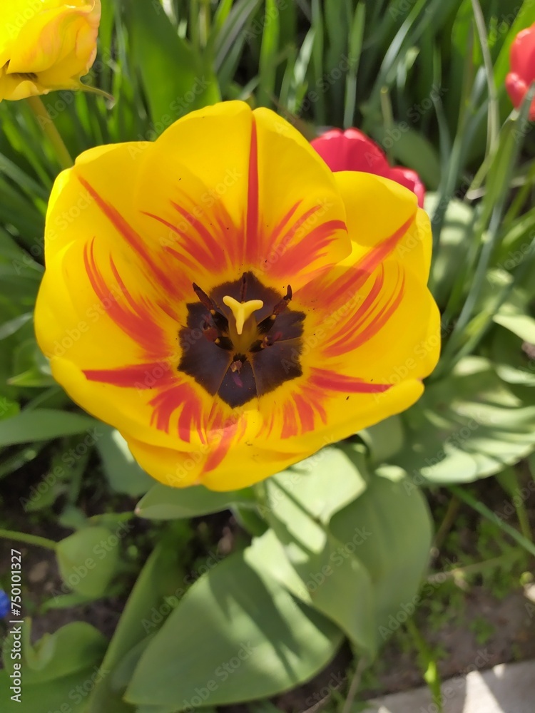 Orange-red tender tulip opened its flower on a spring day Orange-red tender tulip opened its flower on a spring day