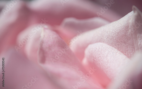 Obraz na płótnie Pétalos rosa