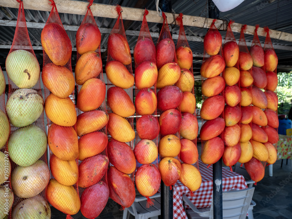 Mangoes in nets at a roadside market. Colombia